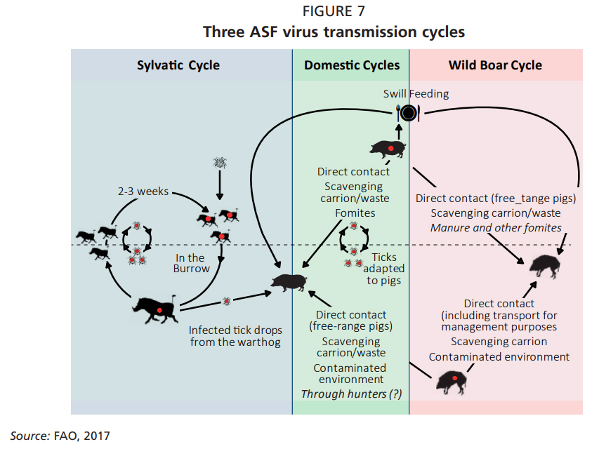 ASF Transmission Diagram